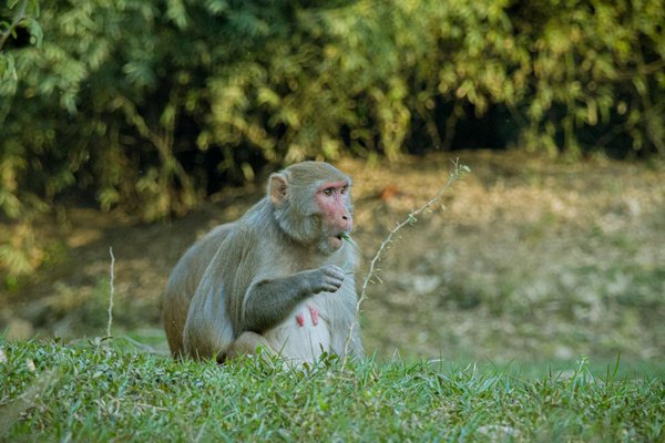 Scatters Casino No Deposit Bonus