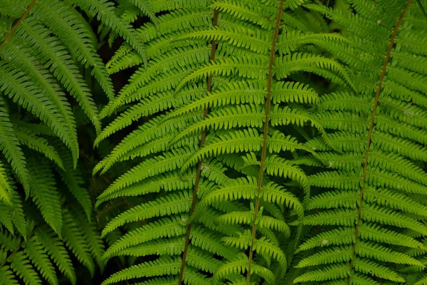 Strategie Roulette Numero