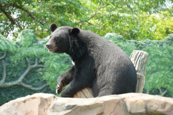 Rakoo Casino 50 Free Spins